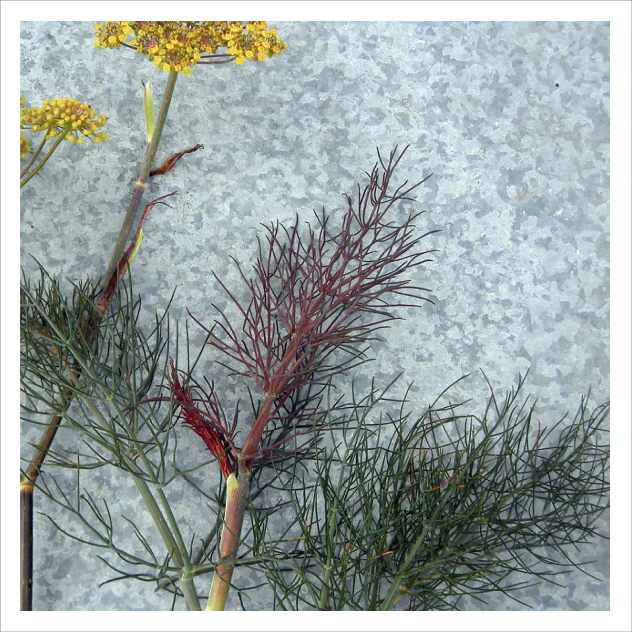 Bronze Fennel