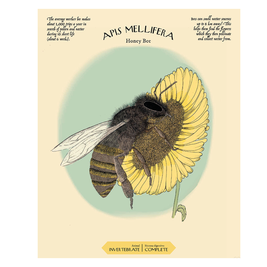 Eatopedia - Aina Bestard