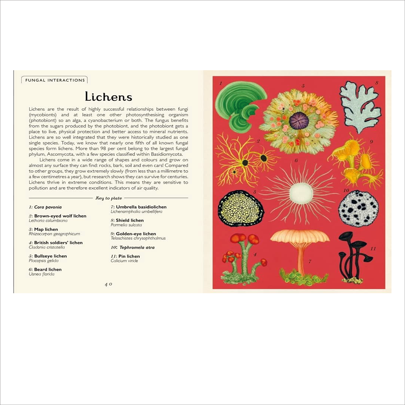 Fungarium (Mini) - Ester Gaya + Katie Scott