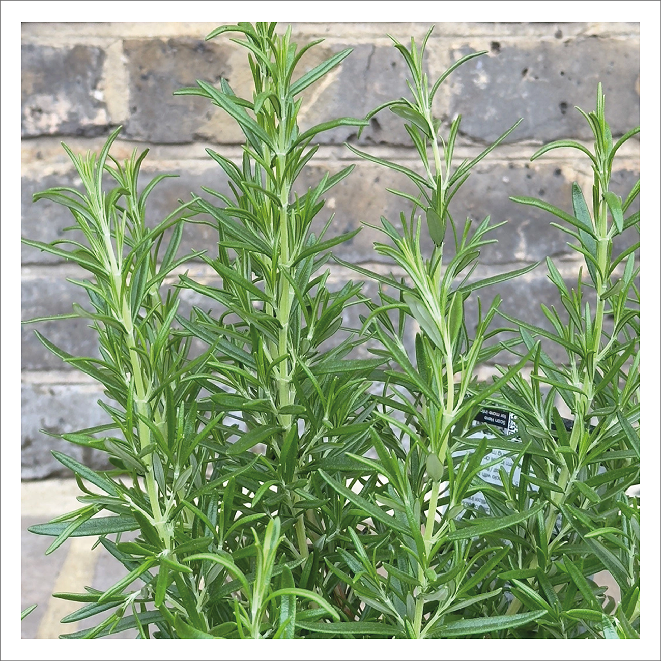 Rosemary Barbeque