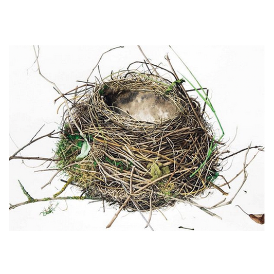 Nests - Susan Ogilvy