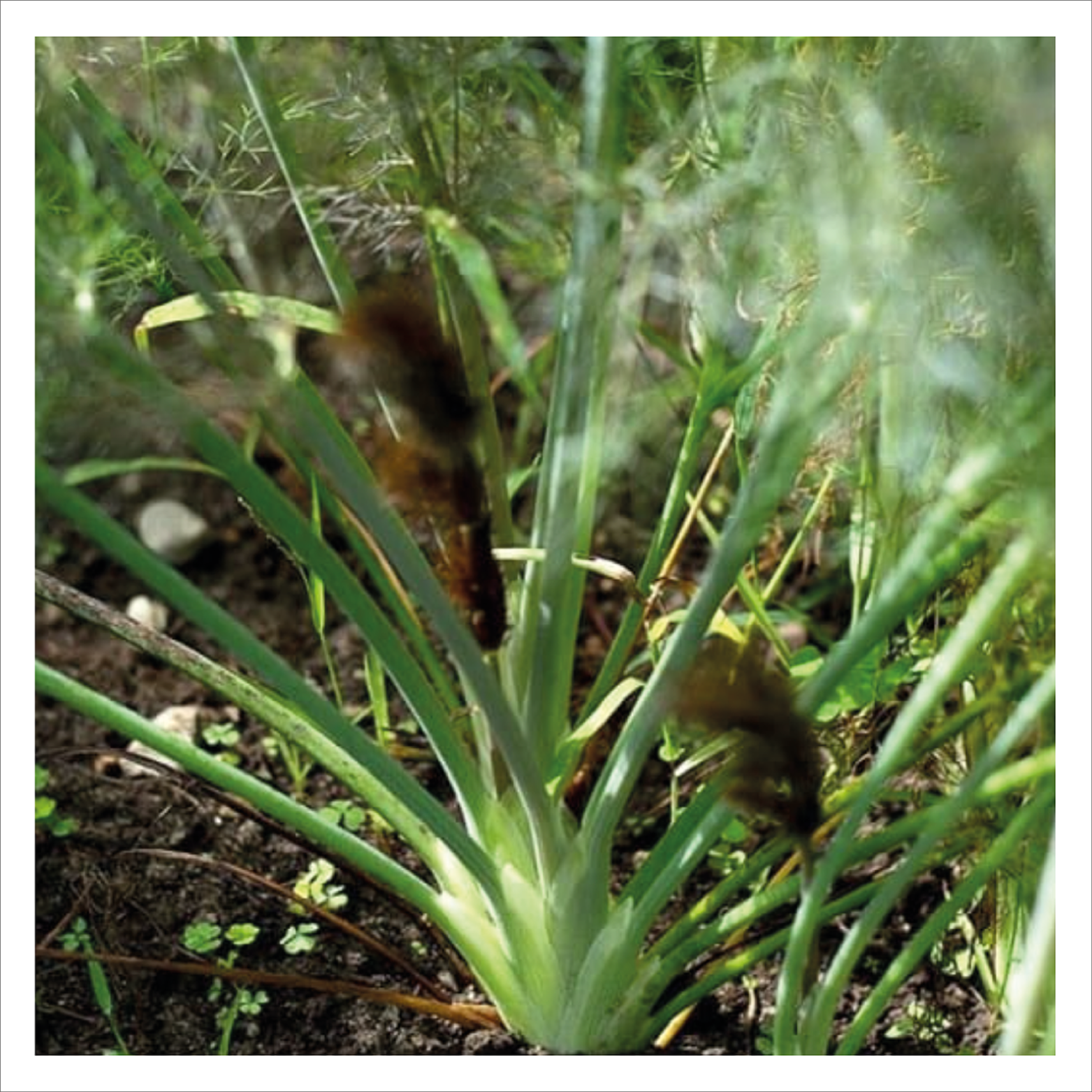 Bronze Fennel