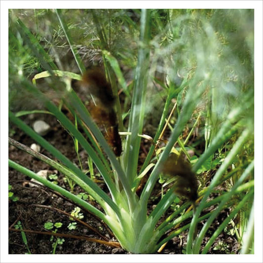 Bronze Fennel