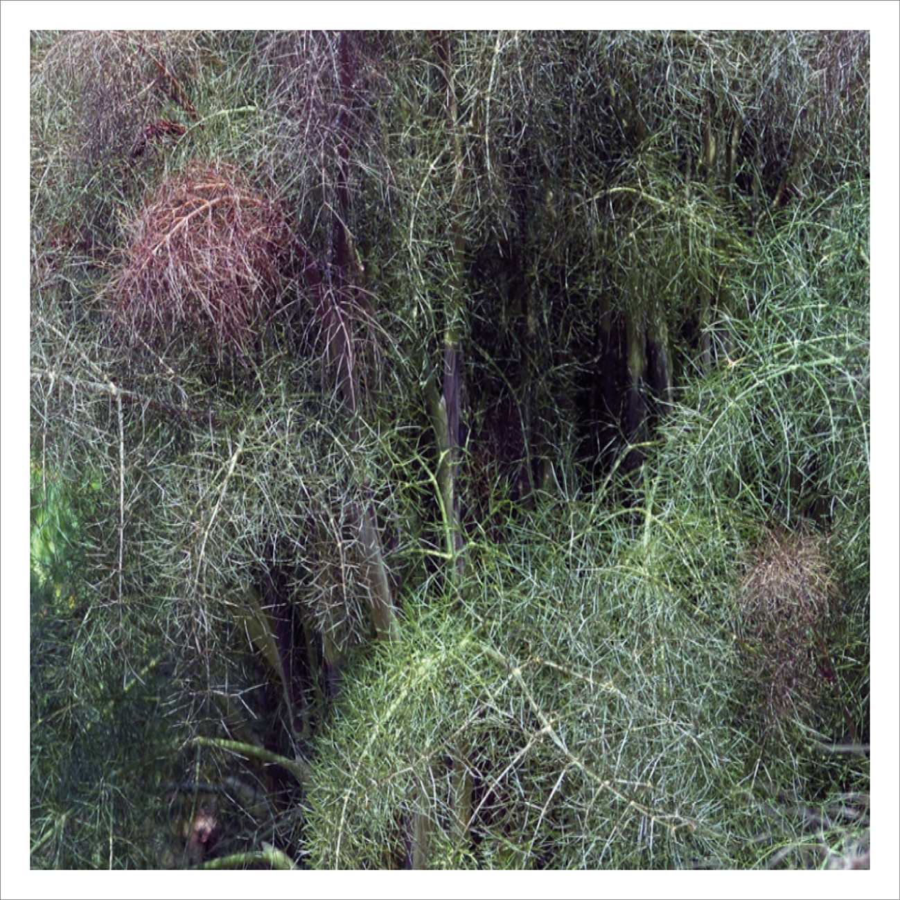 Bronze Fennel
