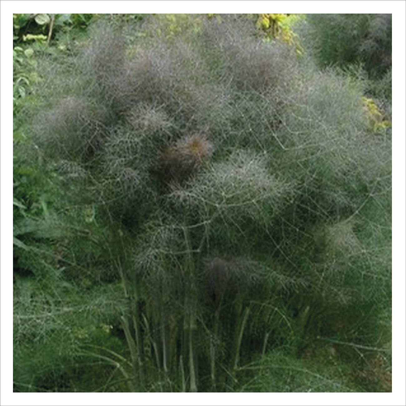 Bronze Fennel