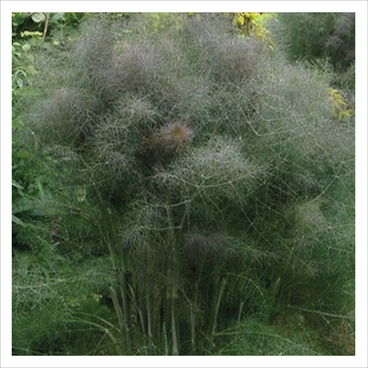 Bronze Fennel