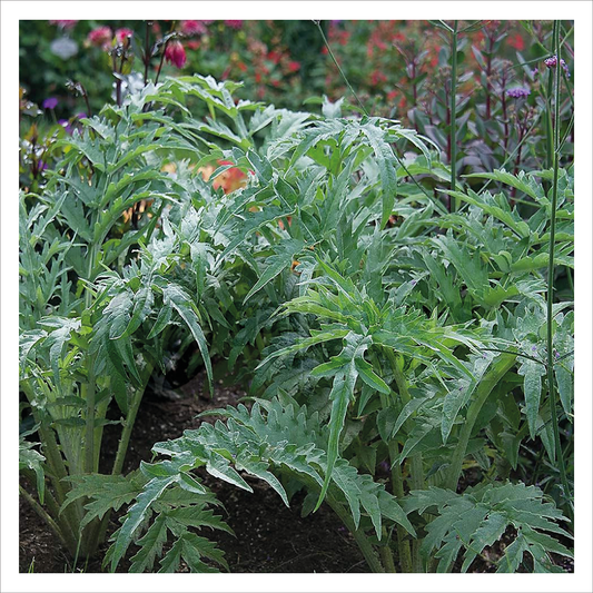 Cardoon