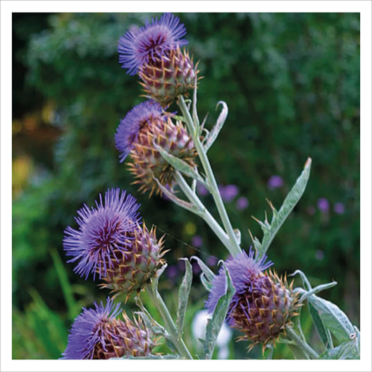 Cardoon