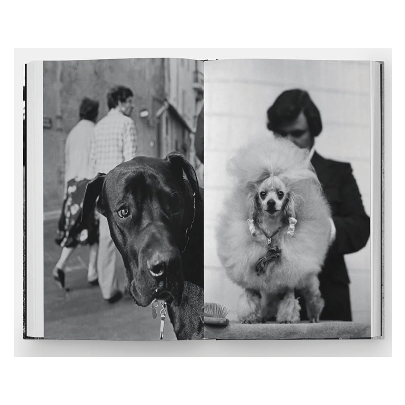 Dogdogs - Elliot Erwitt