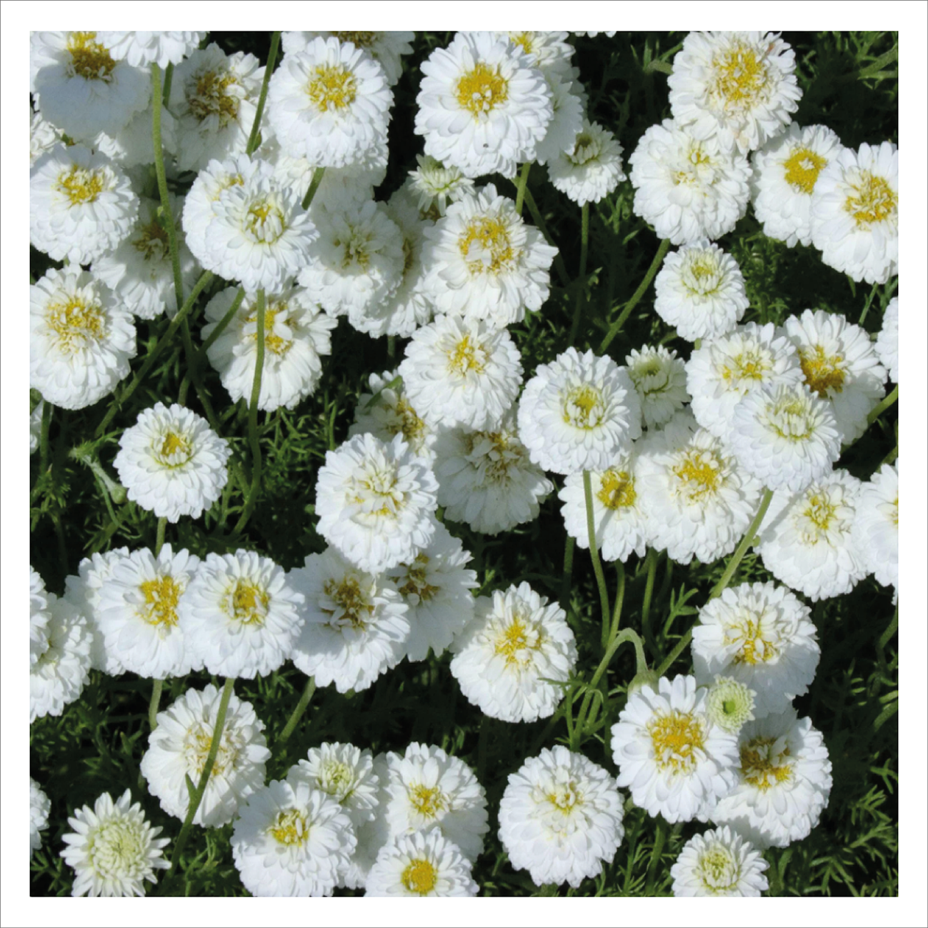Double Chamomile