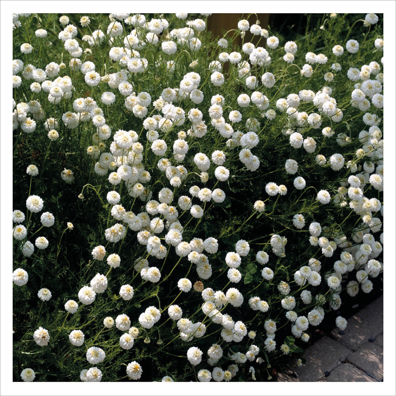 Double Chamomile