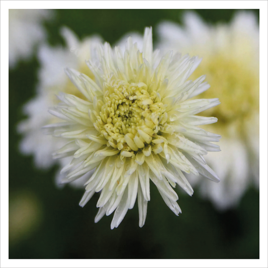 Double Chamomile