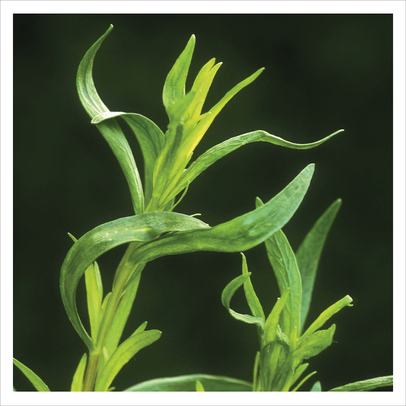 French Tarragon