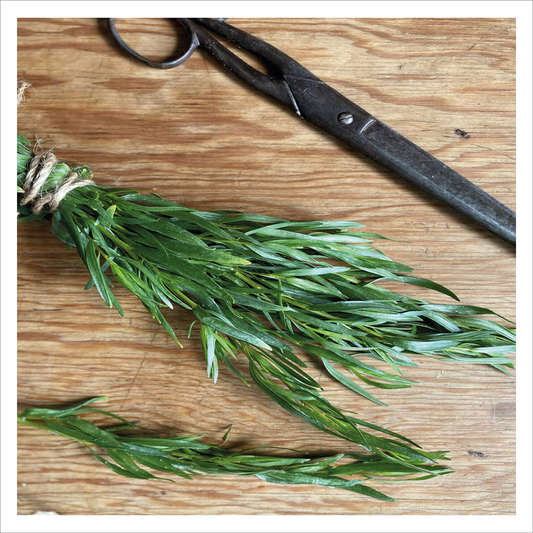 French Tarragon