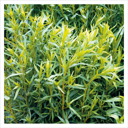 French Tarragon