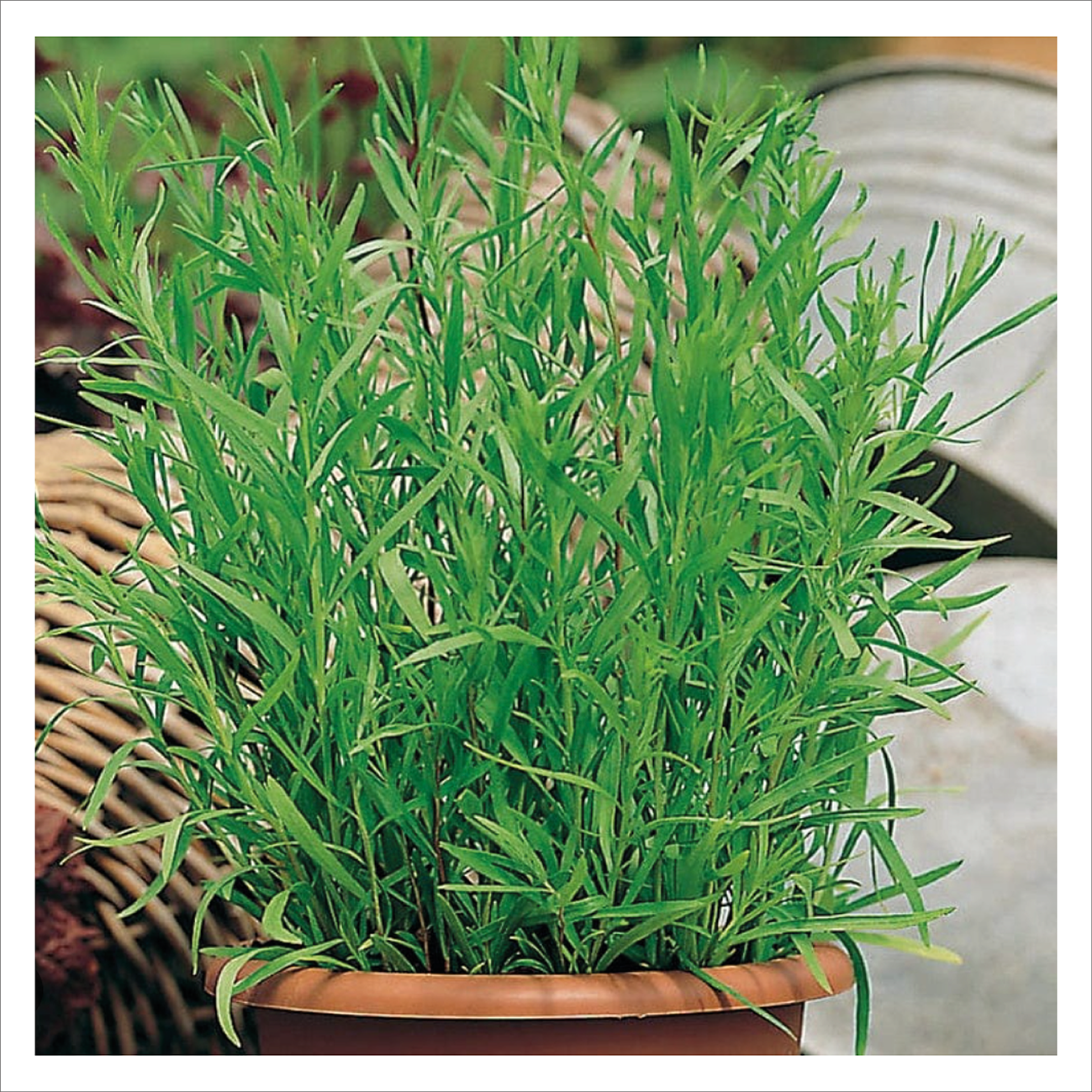 French Tarragon