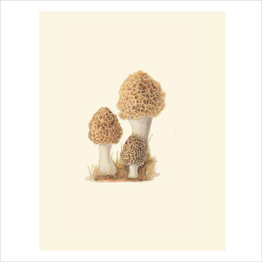 Fungi - Kew Pocketbooks