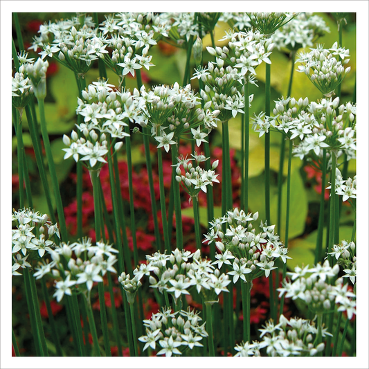 Garlic Chives