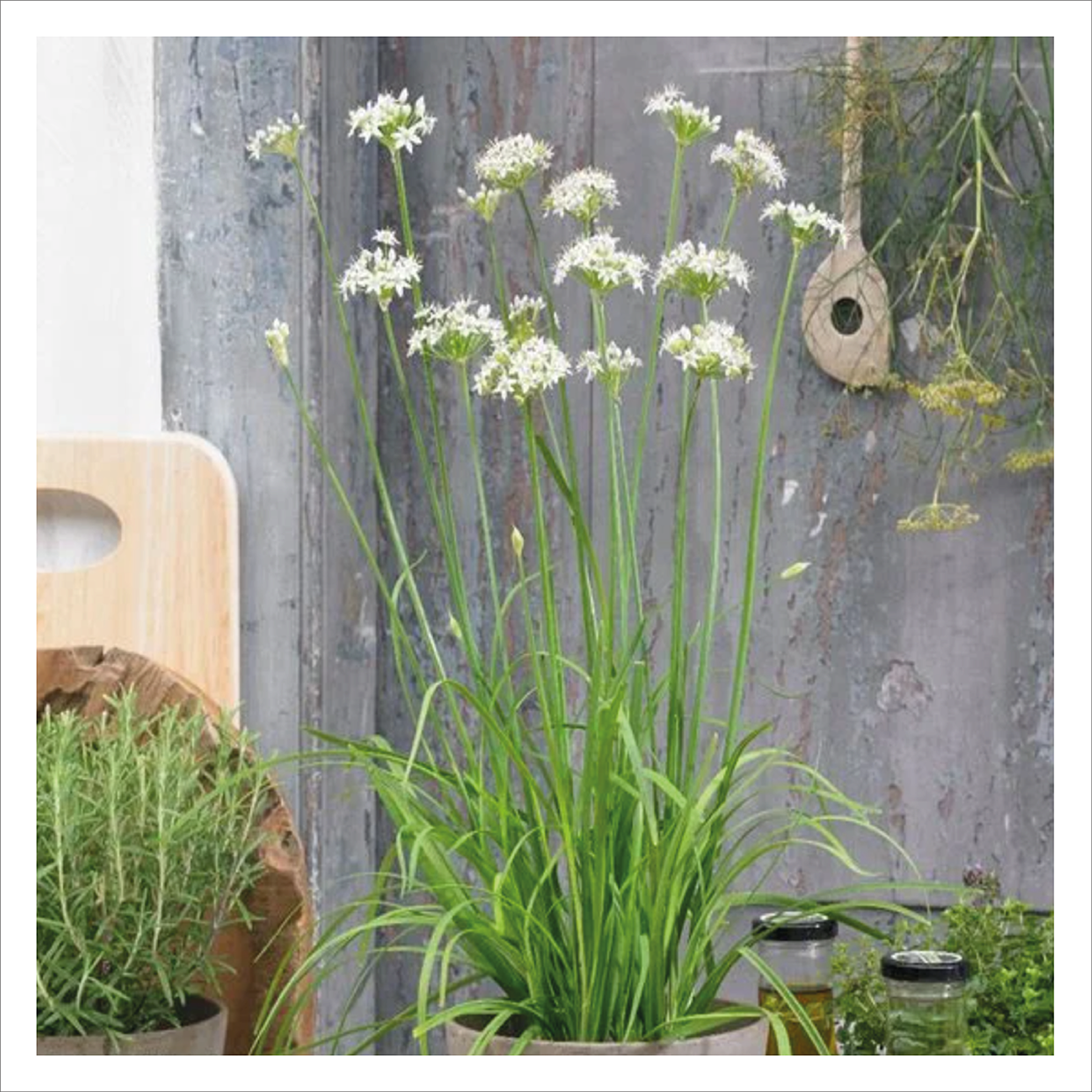 Garlic Chives