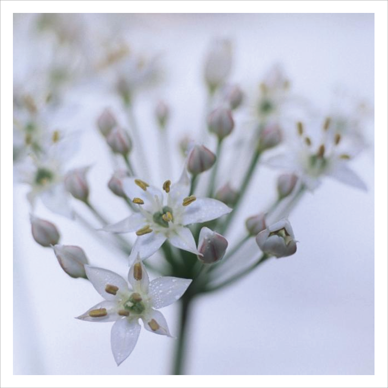 Garlic Chives