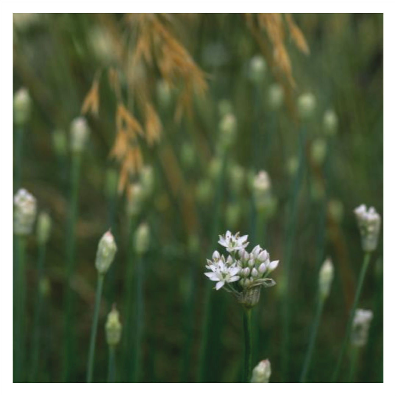 Garlic Chives