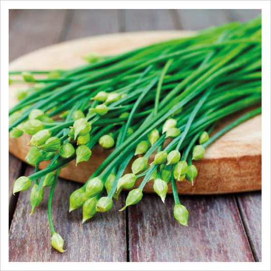 Garlic Chives