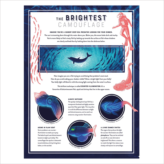 Glow: The Wild Wonders of Bioluminescence (HB) - Jennifer NR Smith