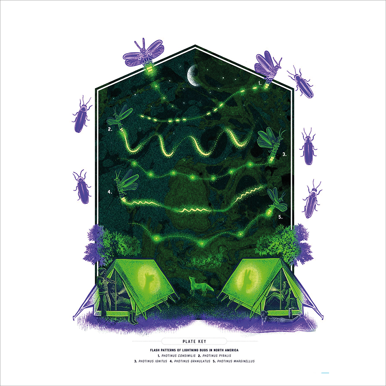 Glow: The Wild Wonders of Bioluminescence (HB) - Jennifer NR Smith