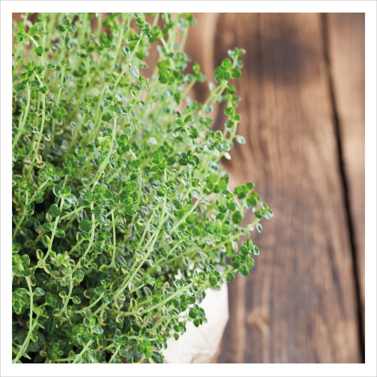 Lemon Thyme