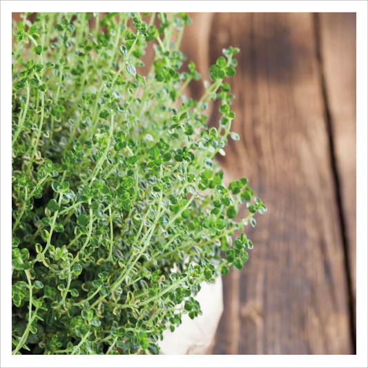 Lemon Thyme