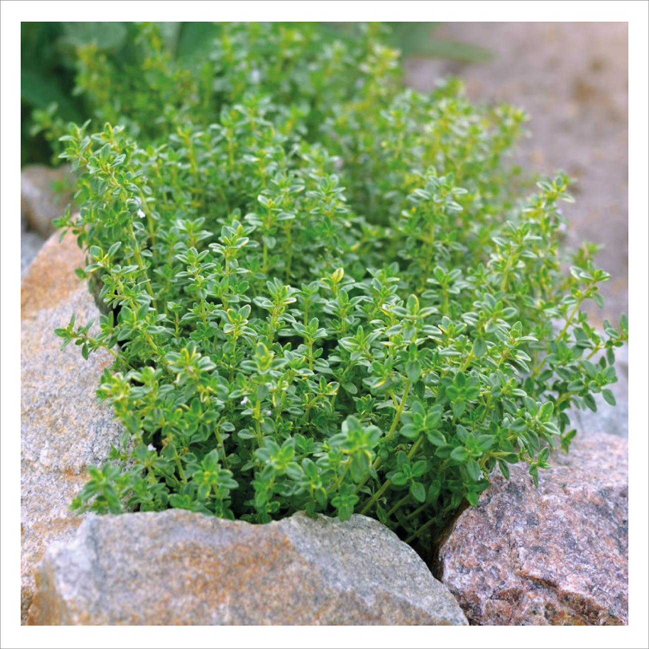 Lemon Thyme
