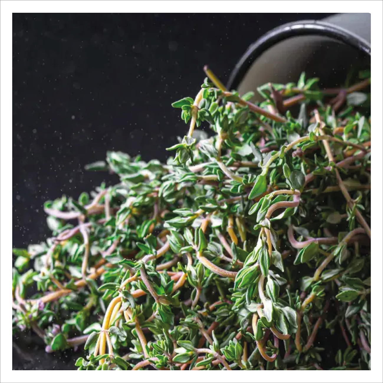 Lemon Thyme