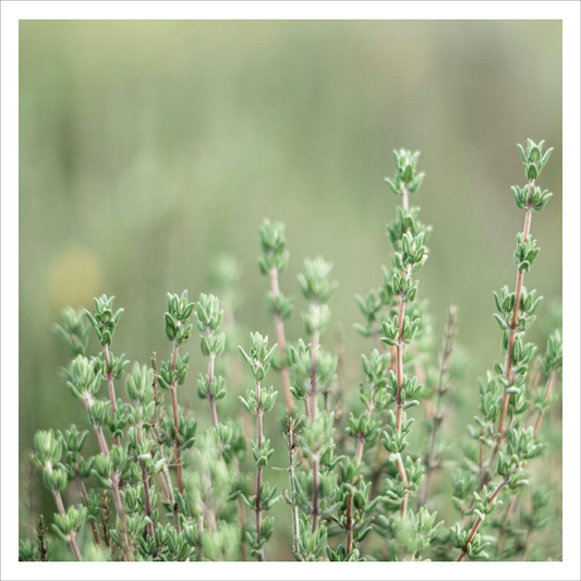 Orange Thyme