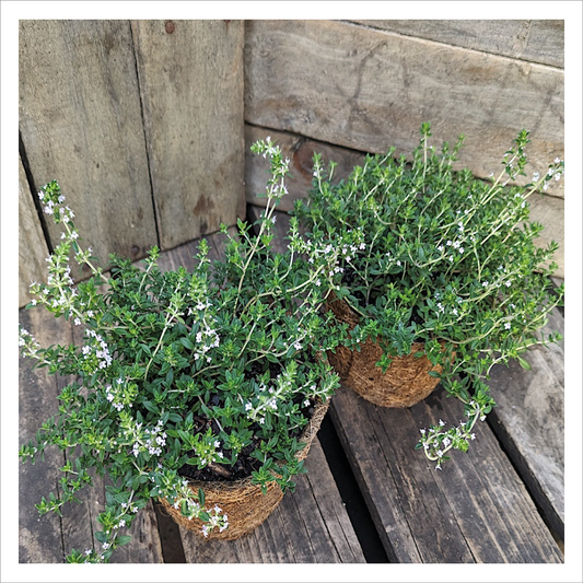 Orange Thyme