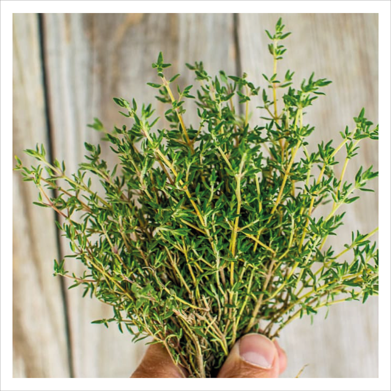 Orange Thyme
