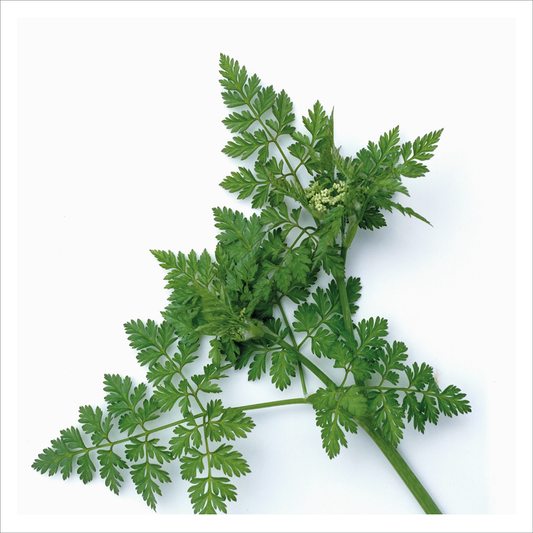 Piccolo - Common Anise