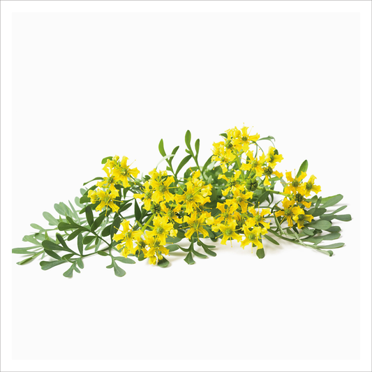 Piccolo - Common Rue