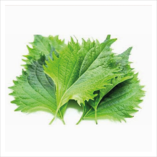 Piccolo - Shiso Red & Green