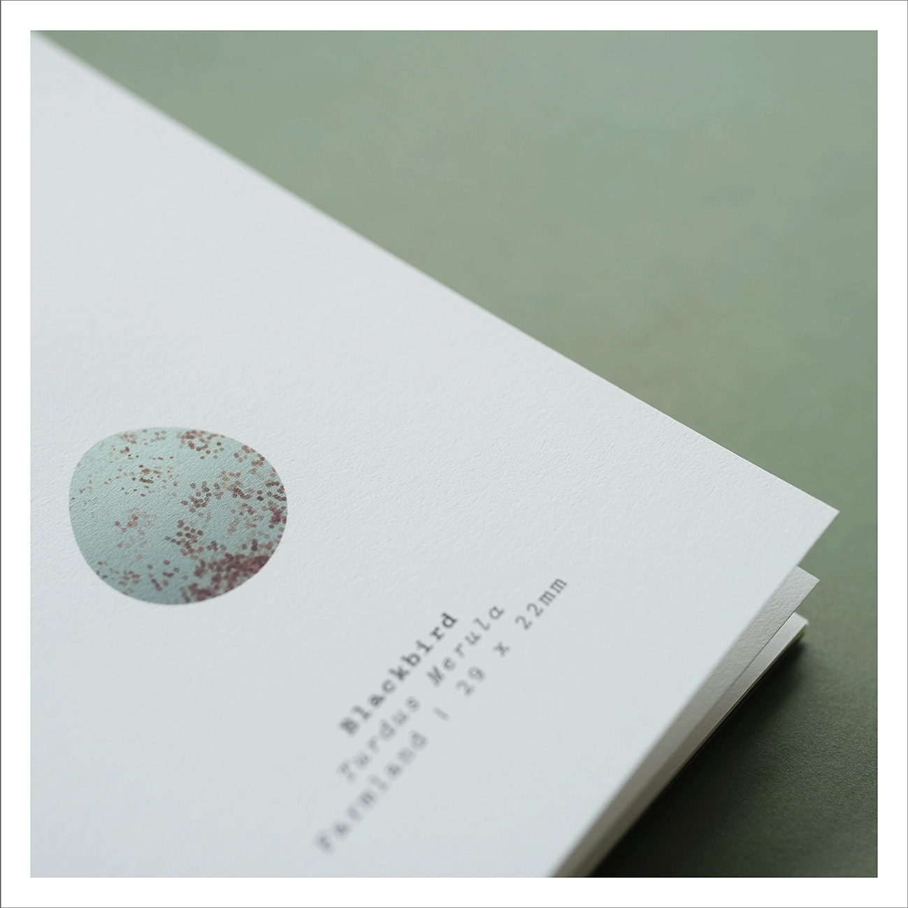 Ploterre - An Observers  Book of Bird Eggs