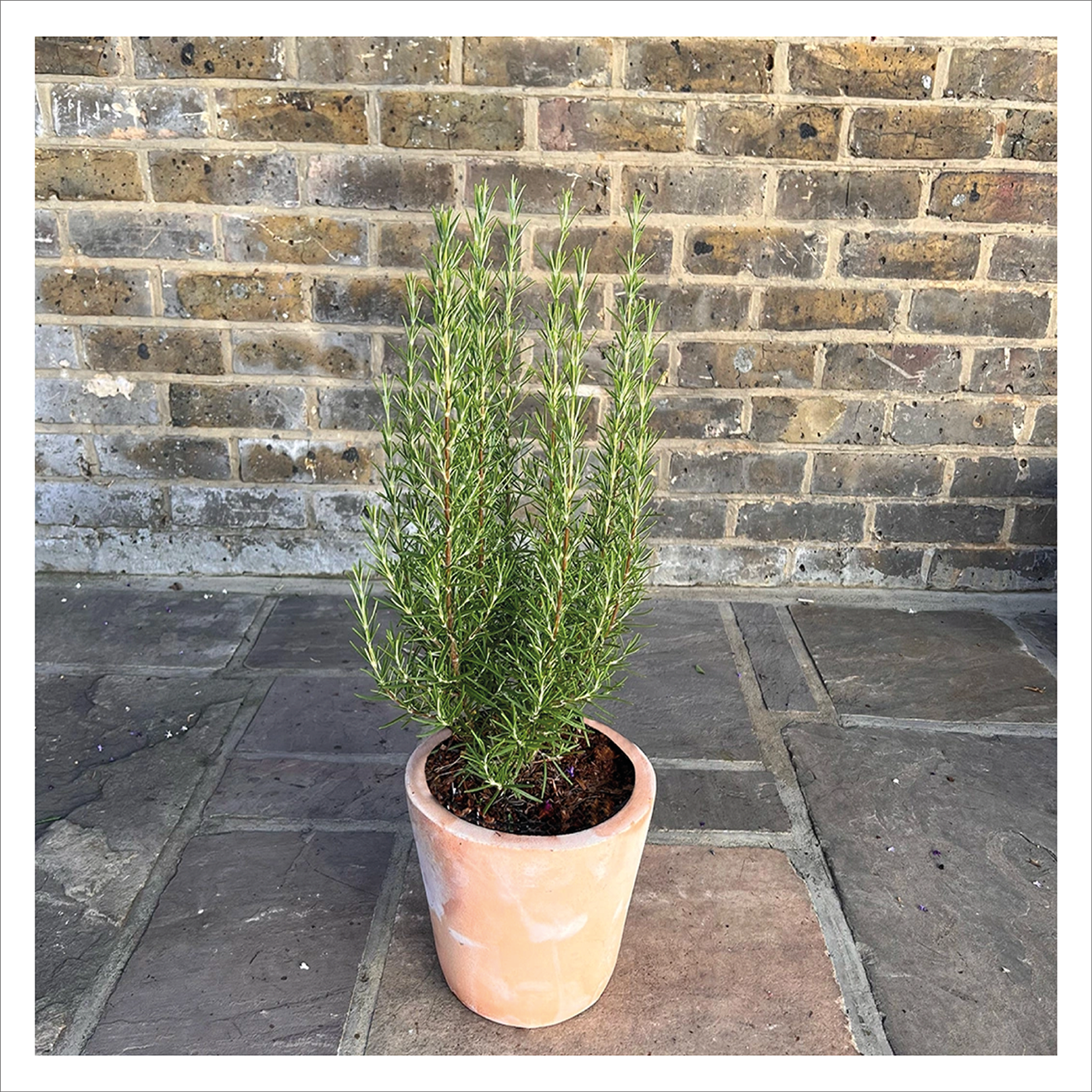 Rosemary Barbeque