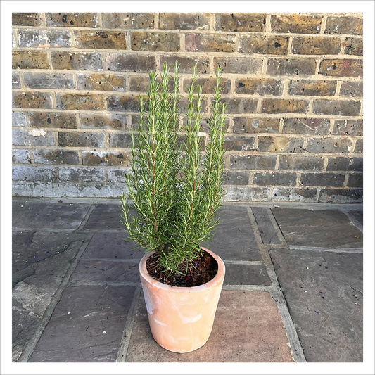 Rosemary Barbeque